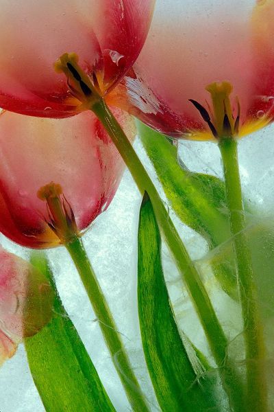 Jaynes Gallery 아티스트의 Tulips in ice작품입니다.